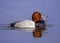 Canvasback Swimming in the Choptank River