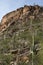 Canyon Cacti