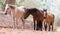 Canyon de Chelly Horses