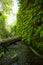 Canyon filled with ferns crossed by tree trunks and a rocky creek running through it and reflections in the water