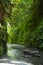 Canyon filled with ferns and a rocky creek running through it and reflections in the water