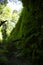 Canyon filled with ferns and a rocky creek running through it and reflections in the water