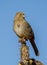 Canyon Towhee on Cholla