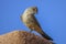 Canyon Towhee  perched on adobe