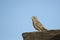 Canyon Towhee, Pipilo fuscus