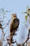 Canyon Towhee, Pipilo fuscus