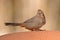 Canyon Towhee Resting