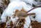 Canyon Towhee in a Snowy Canyon