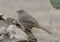 Canyon towhee on a stone in the Transitions Bird and Wildlife Photography ranch near Uvalde, Texas.