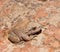 Canyon Tree Frog