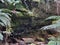 Canyon wall on Greaves Creek on the Grand Canyon Walk Blackheath in the Blue Mountains Australia.