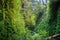 Canyon walls covered in five finger ferns, Fern Canyon, Prairie Creek Redwoods State Park, California