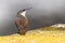 Canyon Wren