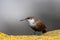 Canyon Wren