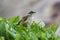 Canyon Wren Catherpes mexicanus in a hedge