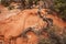 Canyonlands Dead tree