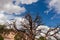 Canyonlands - Old dry juniper tree growing in barren landscape of Canyonlands National Park near Moab, Southern Utah, USA