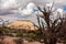 Canyonlands - Old dry juniper tree with scenic view of white sandstone summit Aztec Butte, Utah, USA