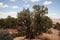 Canyonlands tree