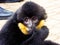 Cao-vit Crested Gibbon biting finger
