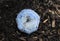 Cap of Bright Blue Indigo Milk Cap Fungus