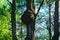 Cap (capotorti) knot on tree with deformed directions of growth of wood fibers