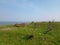 Cap Gris-Nez (France)