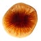 Cap of honey mushroom