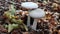 Cap mushroom sprouting in the ground. Close up of wild white choice edible mushroom. Foraging for food in nature. Hd Video 4k