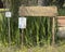 Capanna Cantina sign at the front of Capanna Farm, situated to the north of Montalcino.