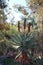 A Cape Aloe Hybrid with Stalks of Red Flowers in the Desert of Arizona