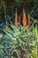 Cape Aloe plant. South Africa. With orange flowers