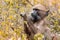 A Cape Baboon Papio Ursinus picks at leaves in the Kruger National Park, South Africa