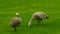 Cape Barren Geese