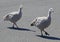 Cape Barren Geese roam casually through the rugged terrain of Phillip Island