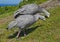 Cape Barren Geese roam casually through the rugged terrain of Phillip Island