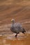 Cape Barren Goose