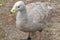 Cape Barren Goose