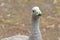 Cape Barren Goose