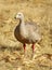 Cape Barren Goose