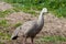 Cape Barren Goose in Australia