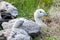 Cape Barren Goose in Australia