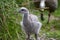 Cape Barren Goose in Australia