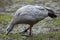 Cape barren goose (Cereopsis novaehollandiae).