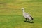 Cape Barren Goose (Cereopsis novaehollandiae), Aus