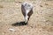 The cape barren goose is eating grass