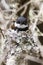 Cape Batis - Batis capensis on its camouflaged nest