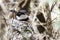 Cape Batis - Batis capensis on its camouflaged nest