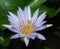 Cape Blue Waterlily flower