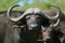 Cape Buffalo